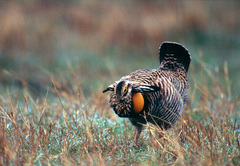 Greater Prairie-Chicken Greater Prairie-Chicken